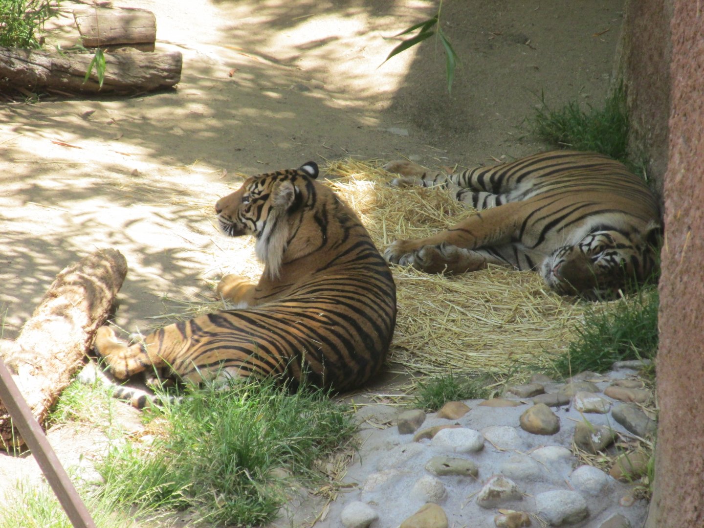 Sumatran tigers Los Angeles zoo 2017