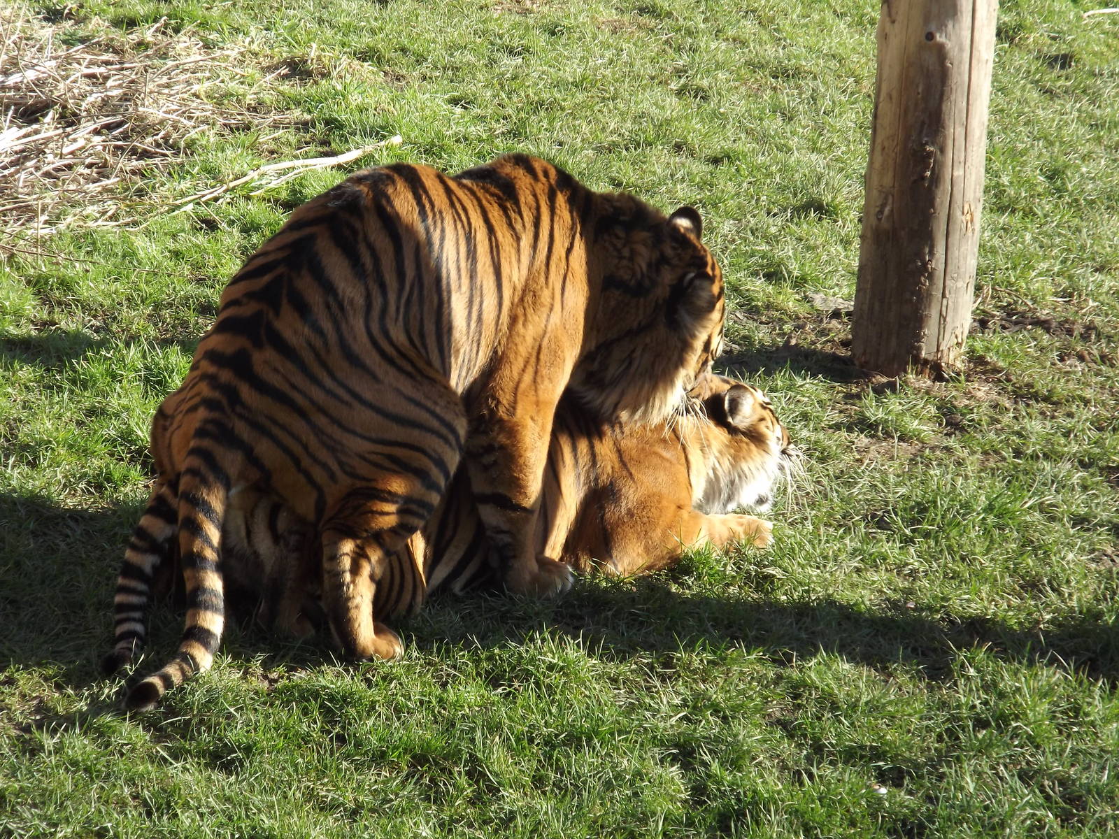 Sumatran Tigers mating at Flamingoland 19/02/12