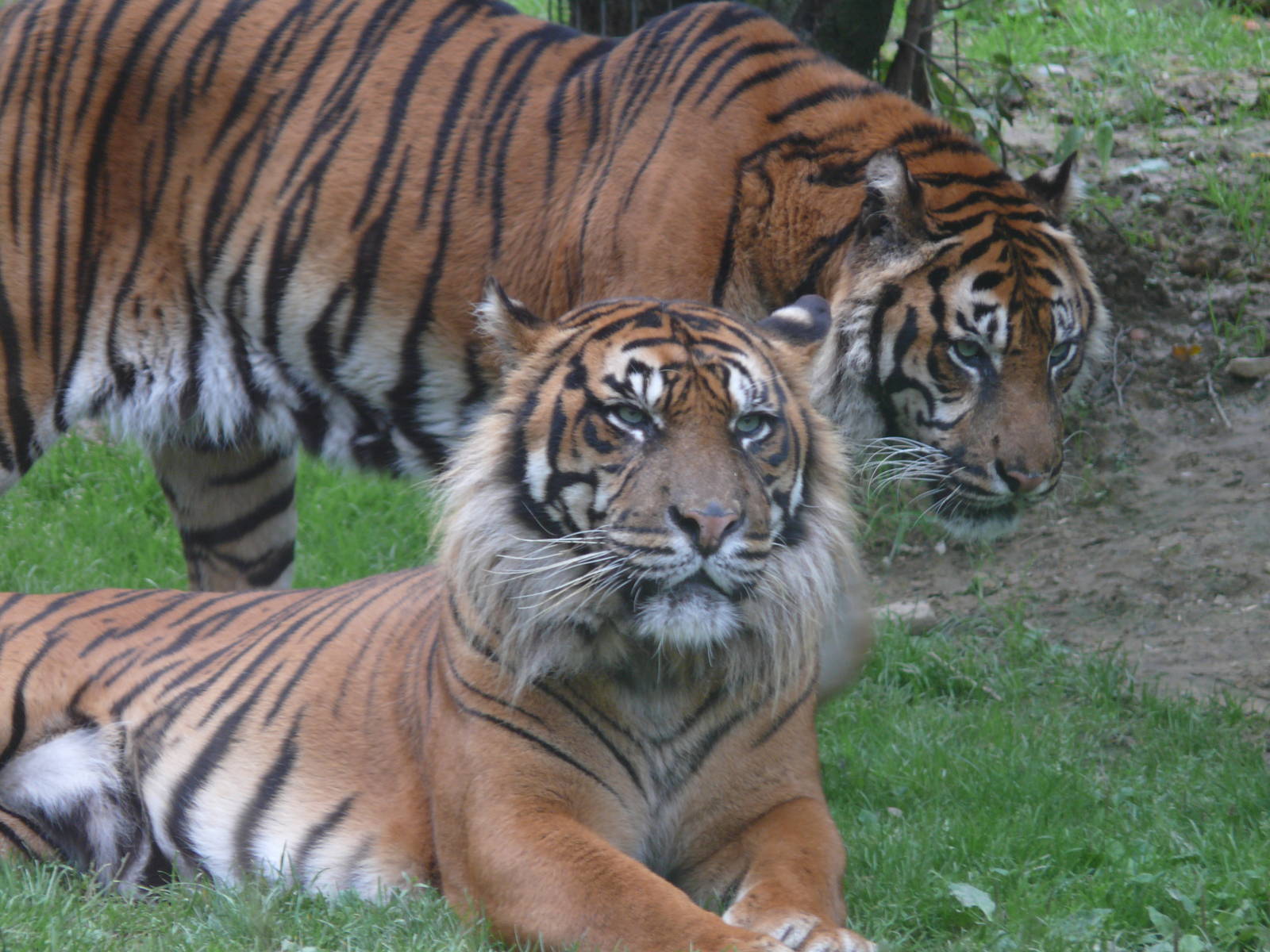 Sumatran tigers (Panthera tigris sumatrae)