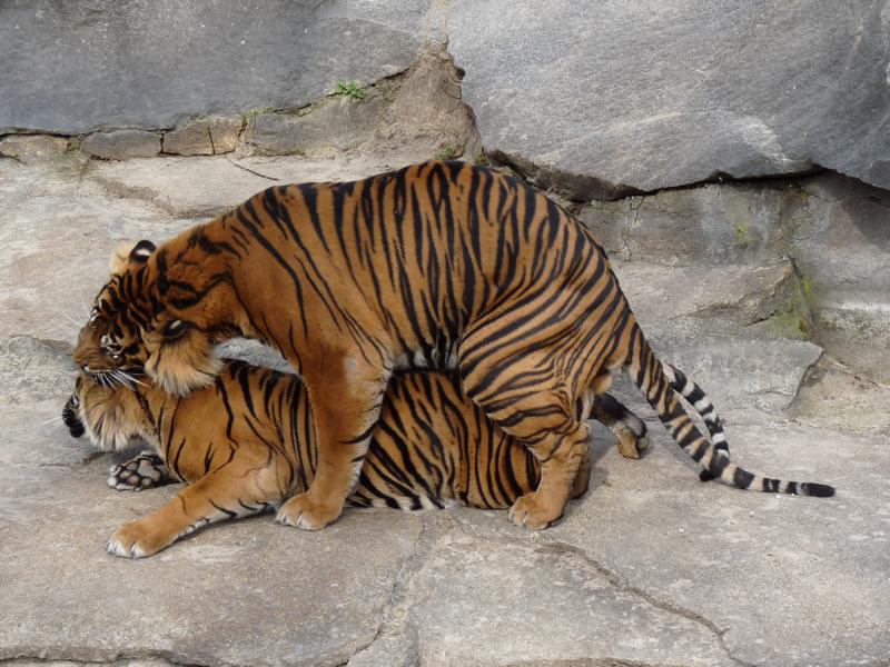 Sumatran tigers saving the species