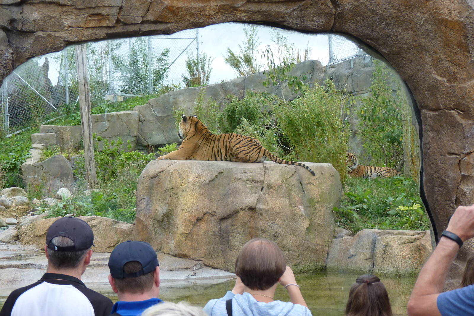Sumatran Tigers, September 2016