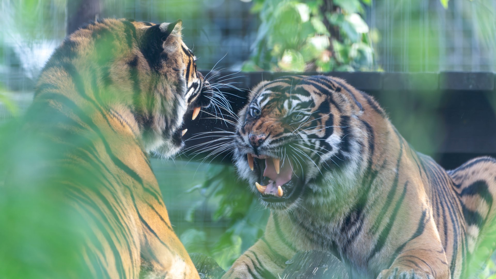Sumatran Tigers, Shepreth, UK
