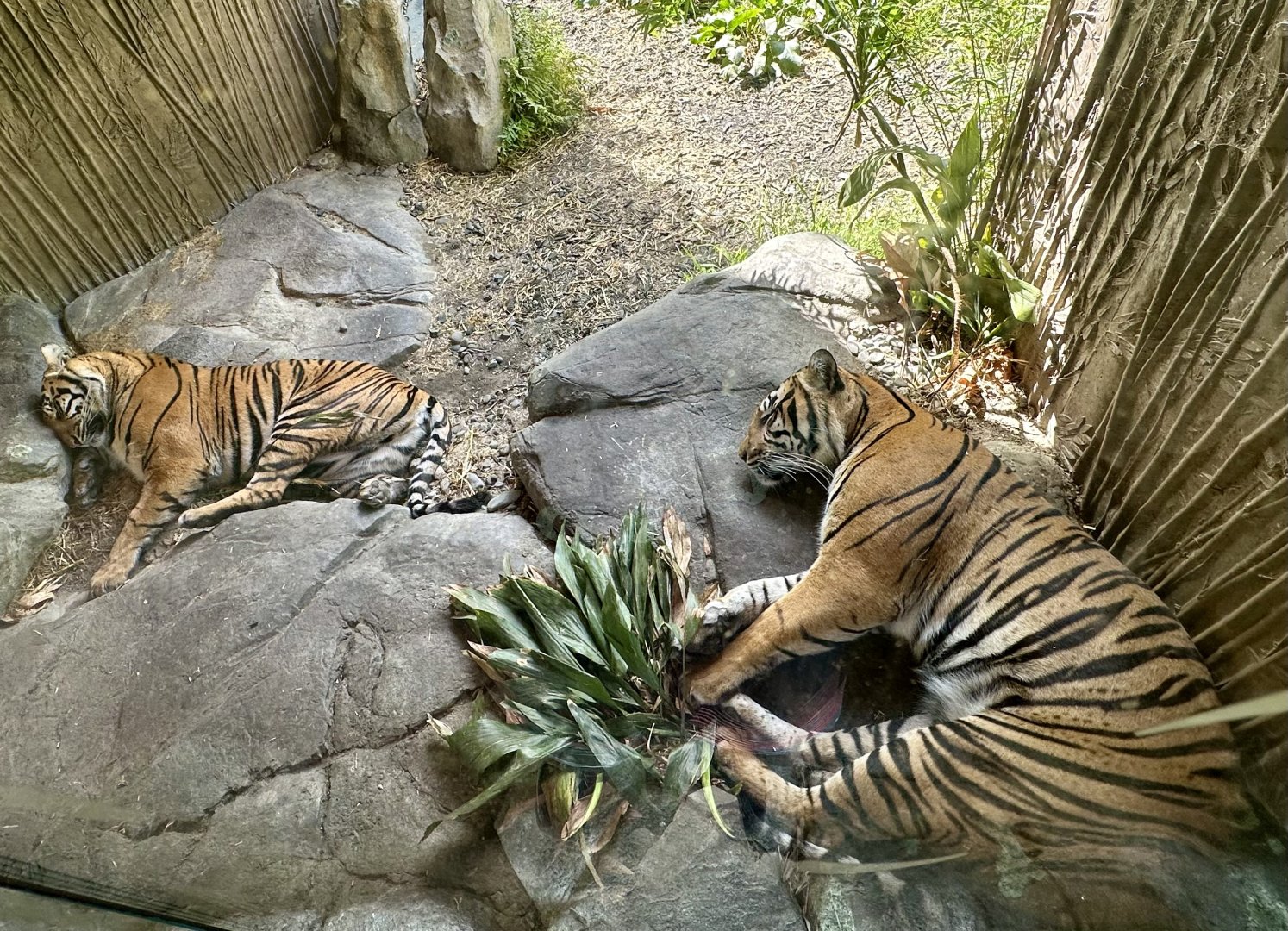 Sumatran Tigers (Sleeping)