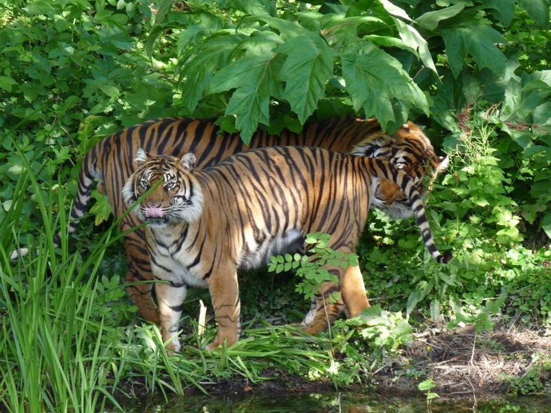 Sumatran tigers
