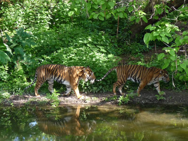 Sumatran tigers