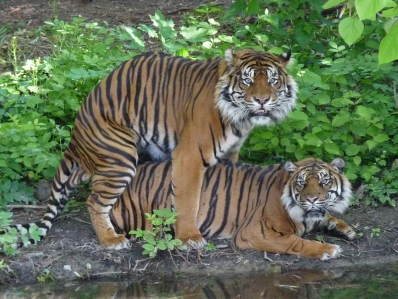 Sumatran Tigers