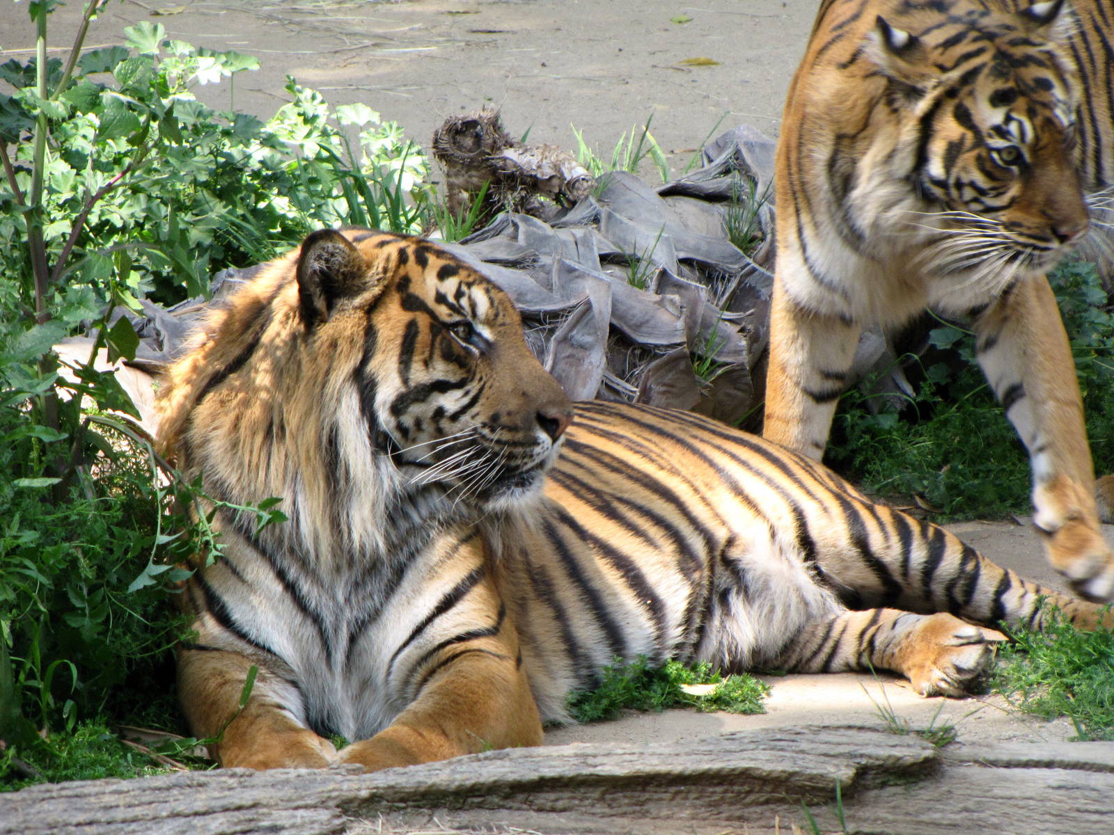 Sumatran Tigers