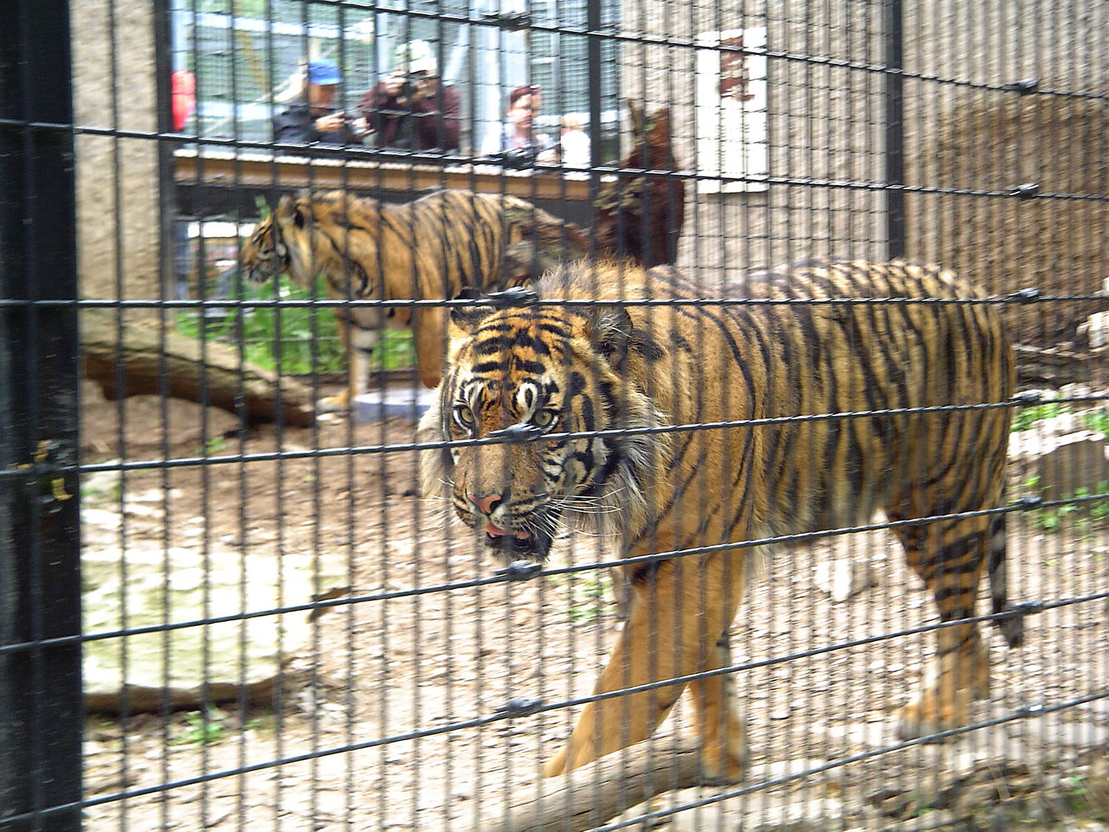 Sumatran tigers