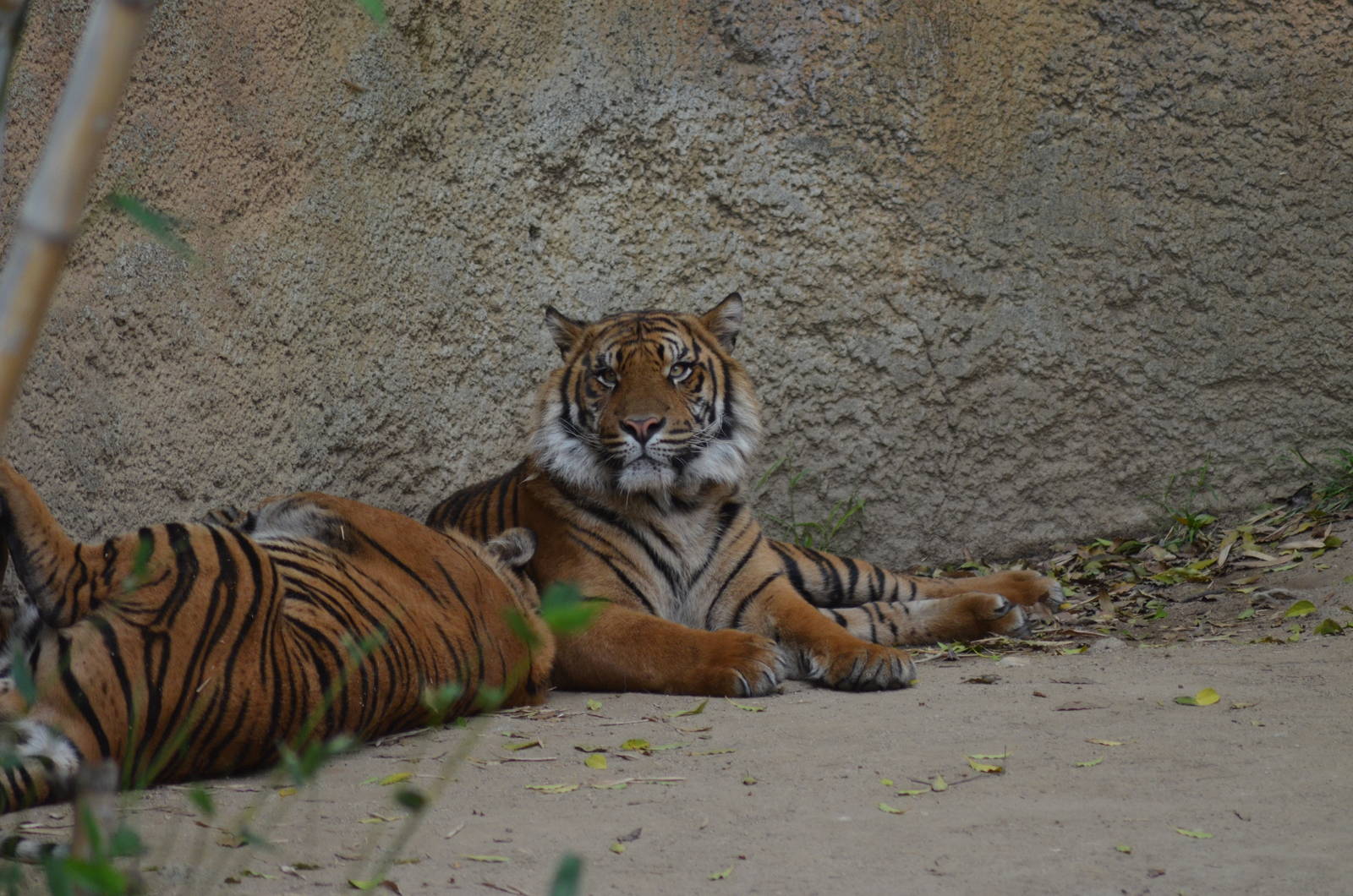 Sumatran Tigers