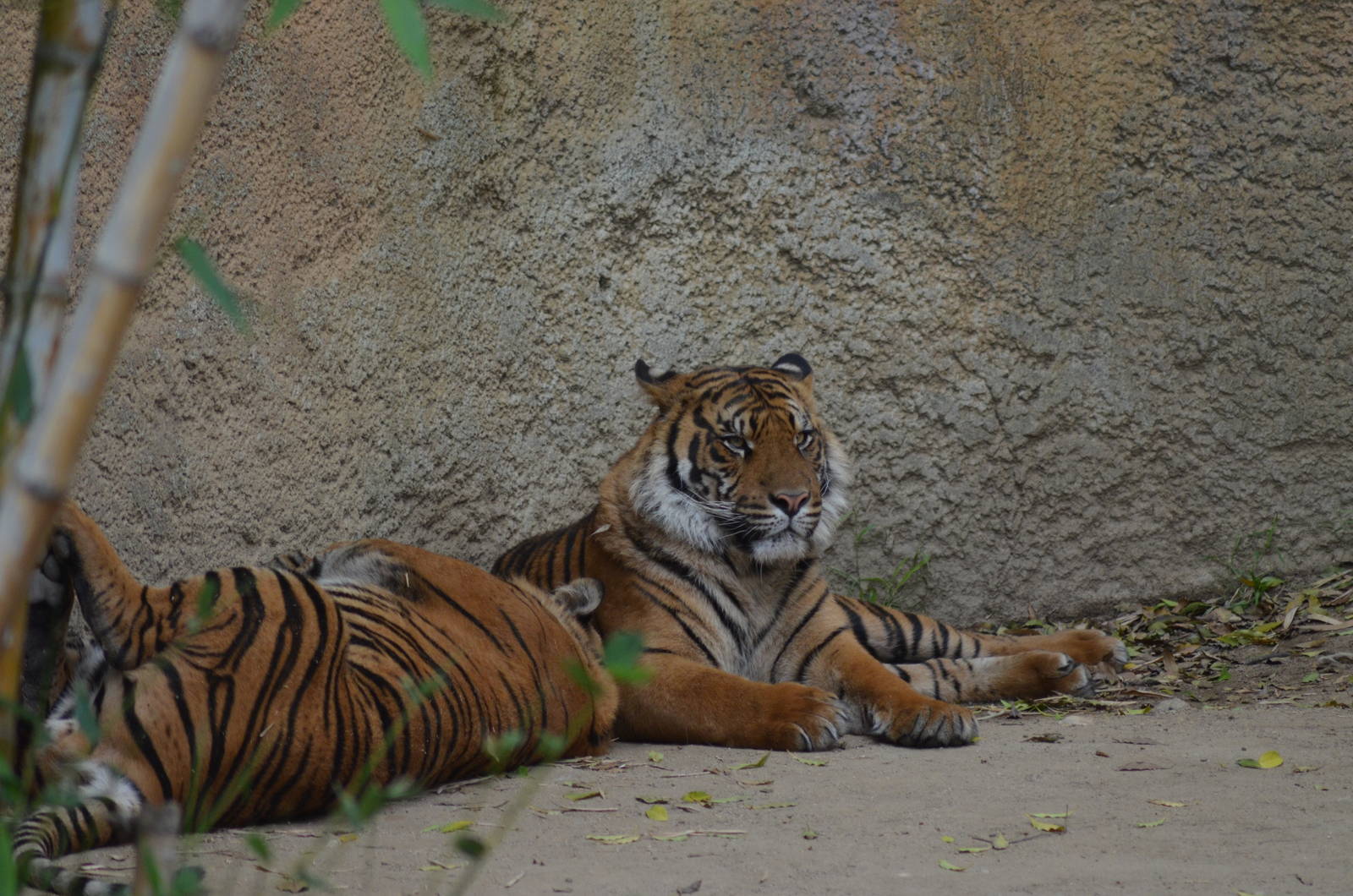 Sumatran Tigers
