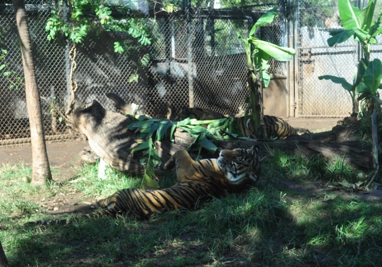 Sumatran Tigers