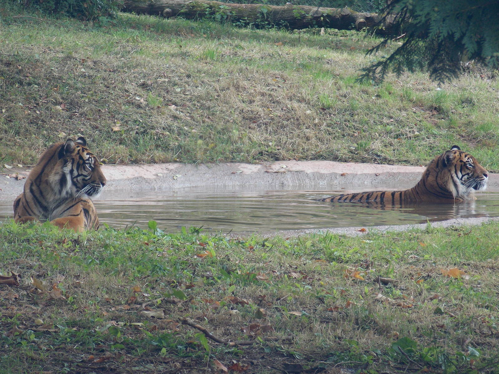 Sumatran Tigers