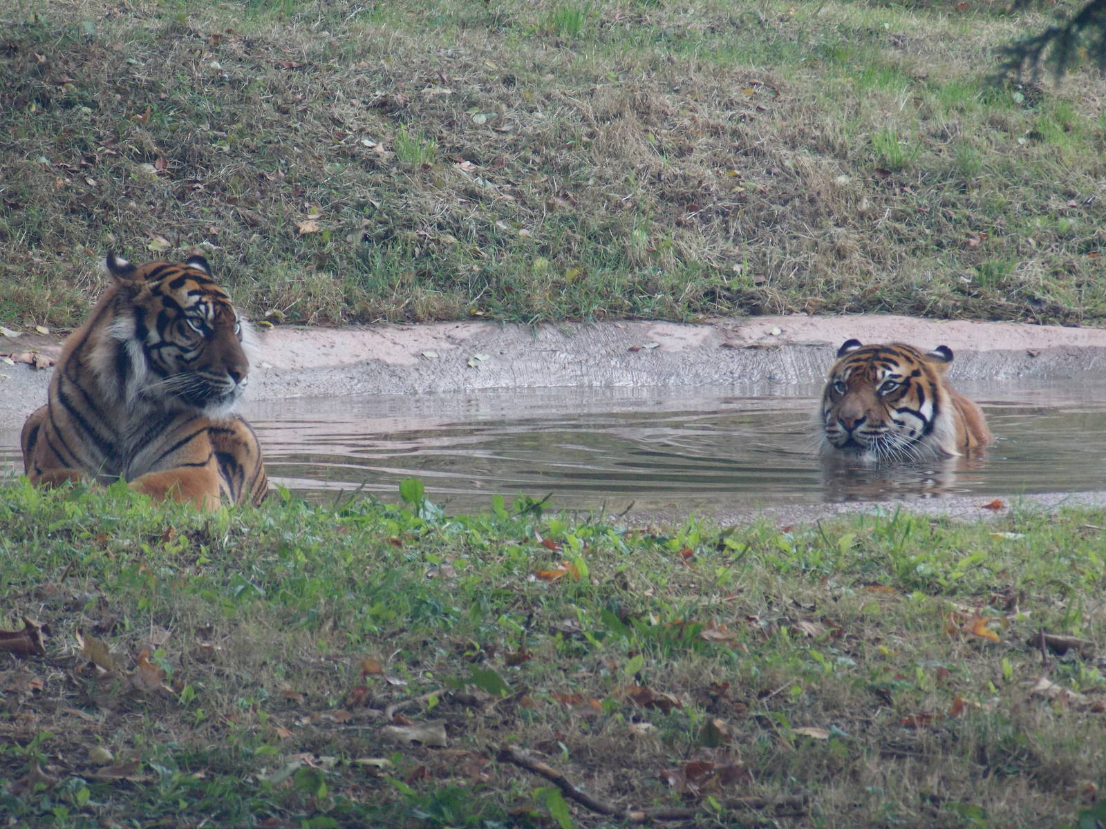 Sumatran Tigers