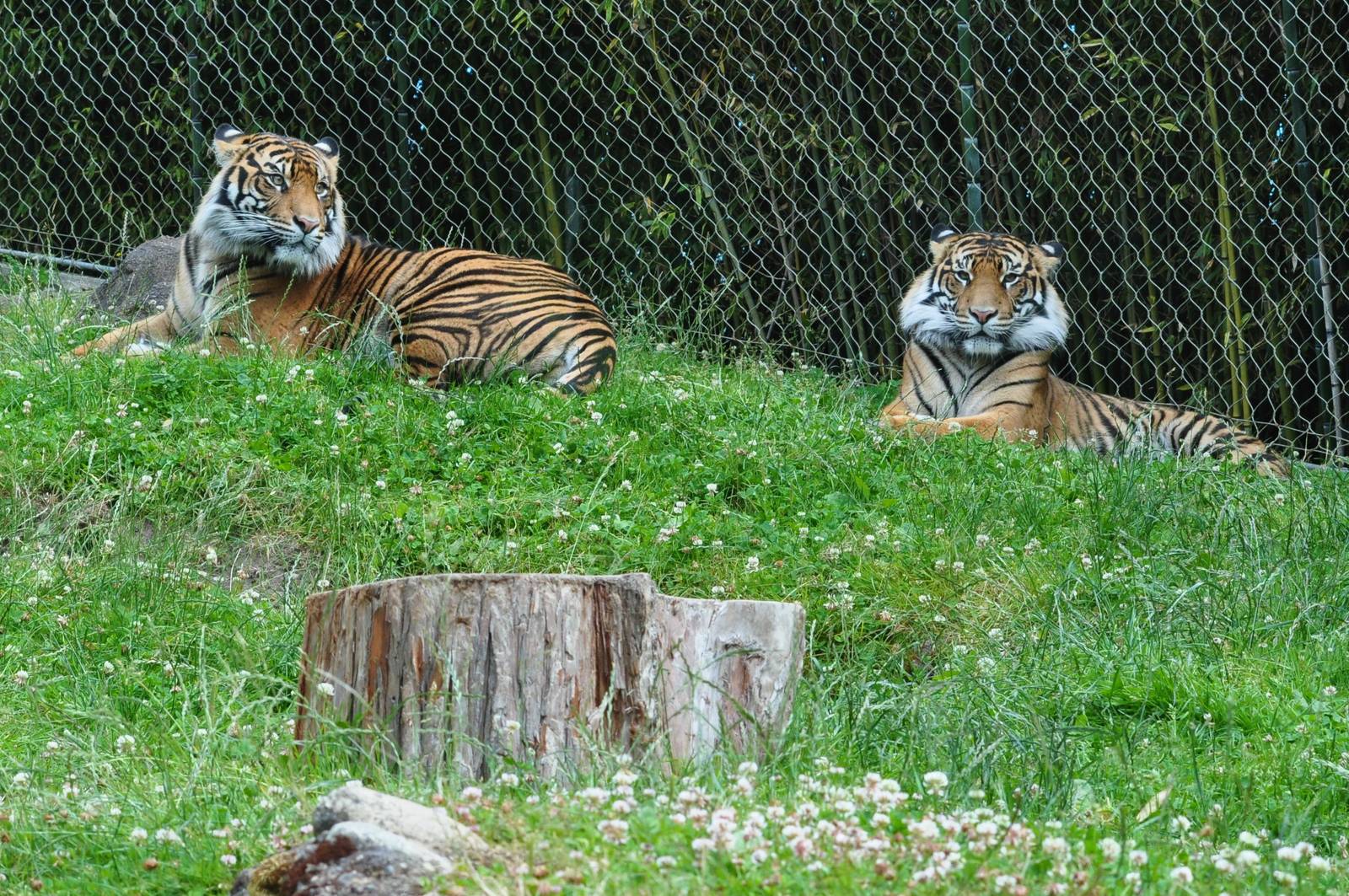 Sumatran Tigers