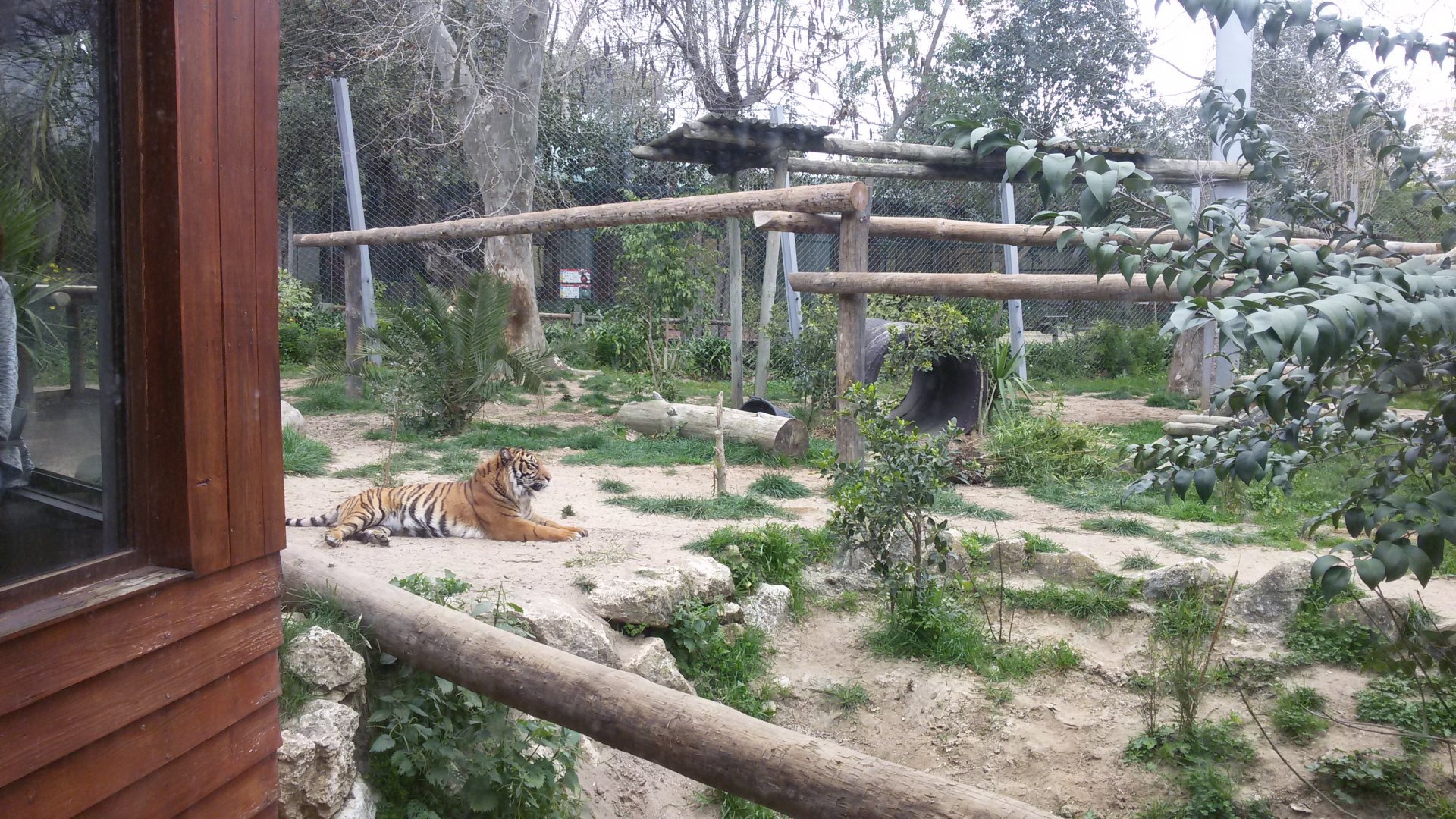 Sumatran tigers