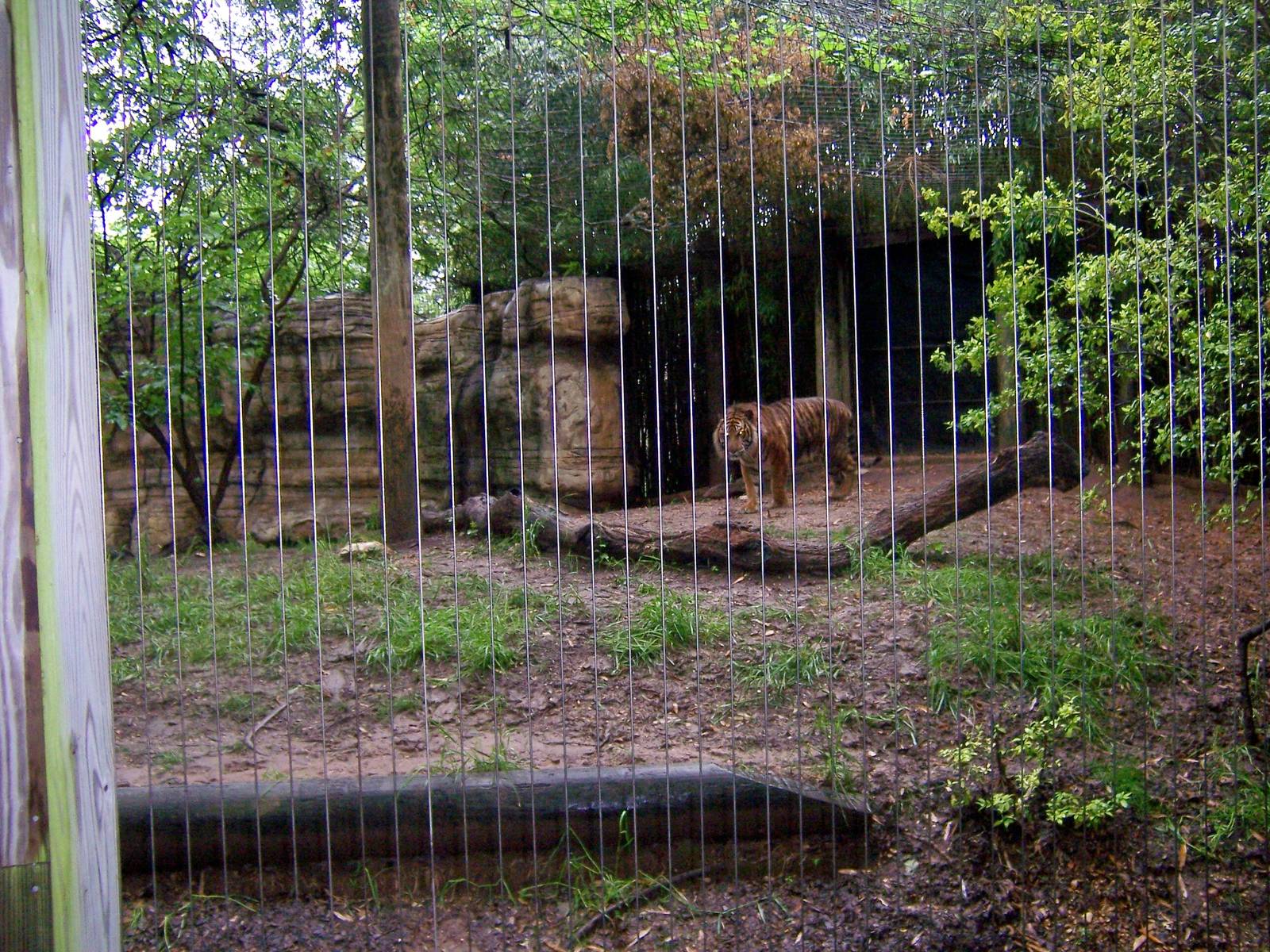 Sumatran Tigers