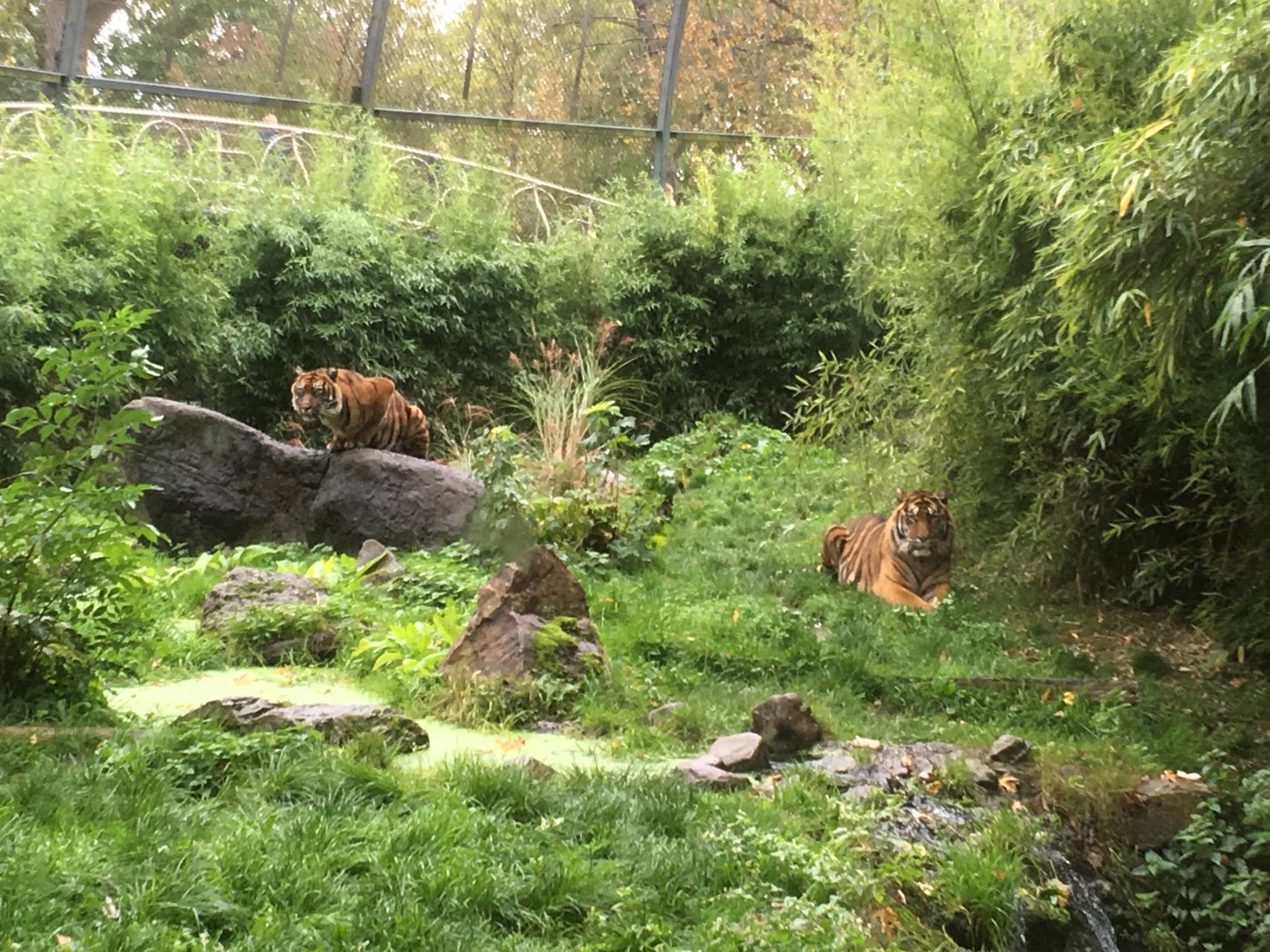 Sumatran tigers