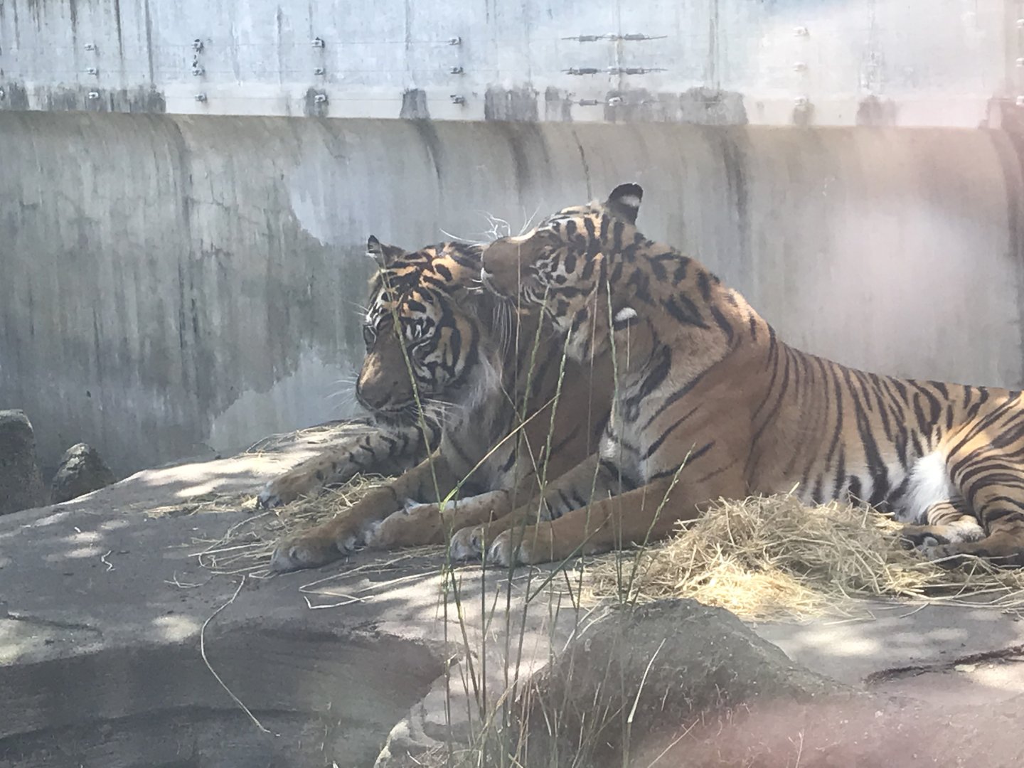 Sumatran Tigers