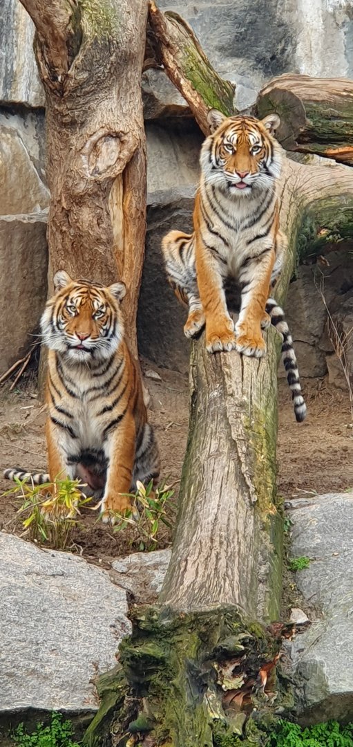 Sumatran tigers