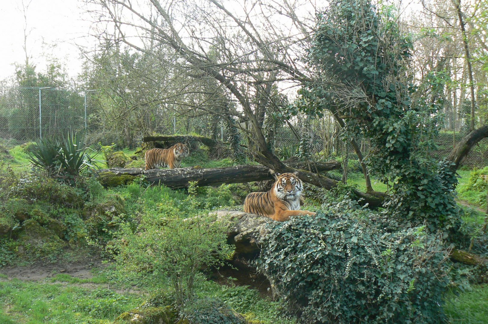 Sumatran tigers