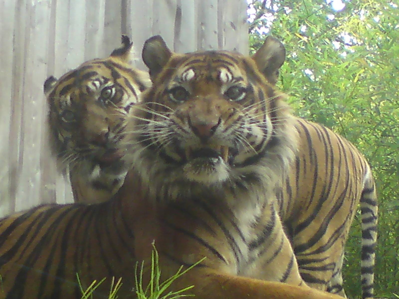 Sumatran tigers