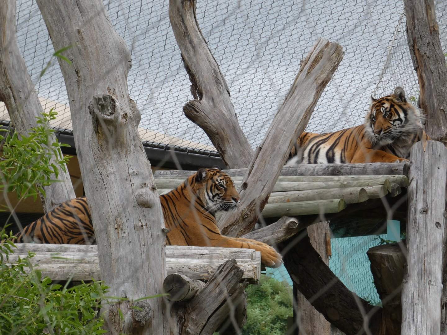 Sumatran tigers