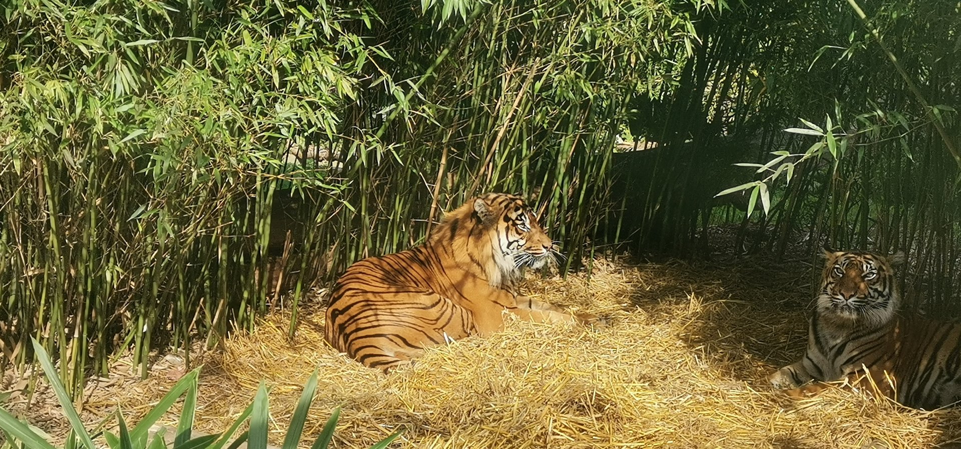 Sumatran Tigers