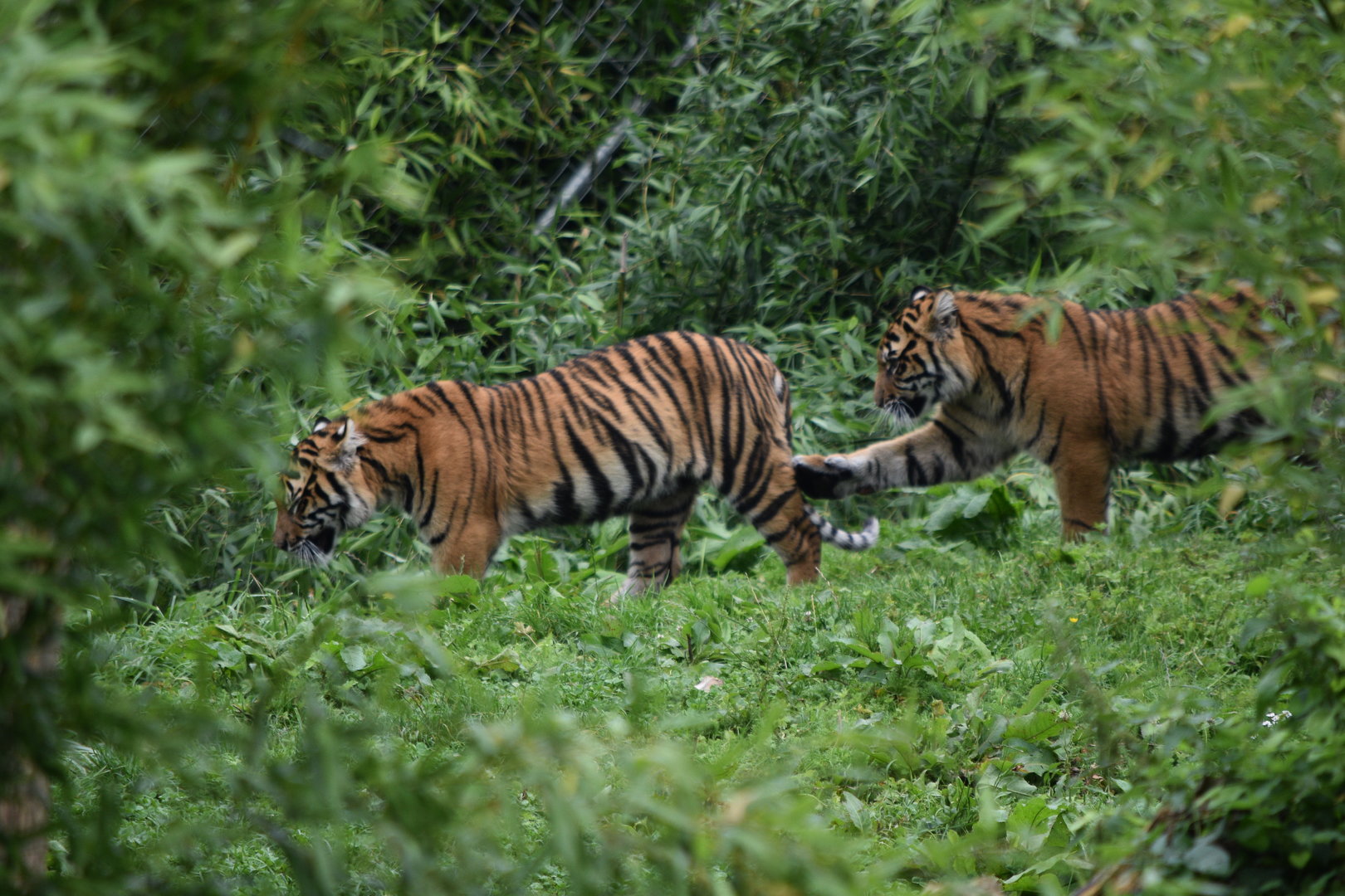 Sumatran Tigers