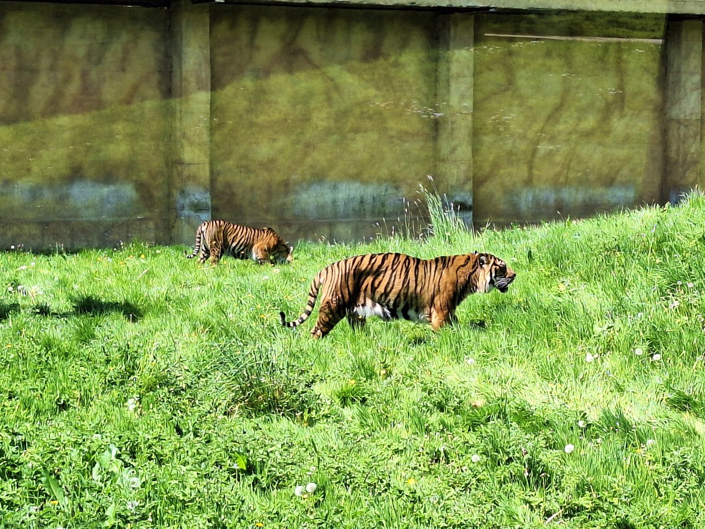 Sumatran Tigers