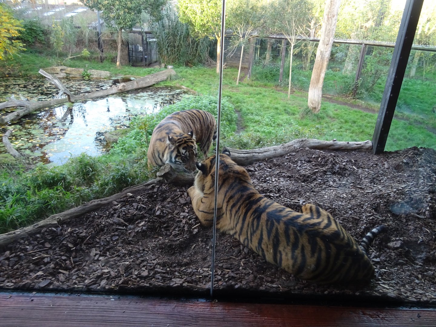 Sumatran tigers