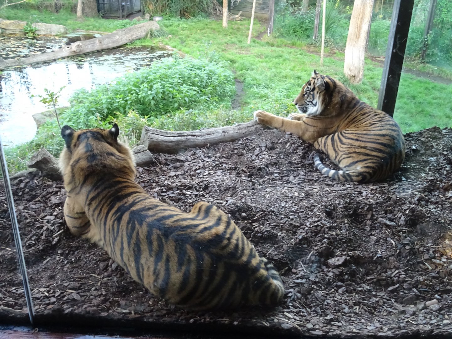 Sumatran tigers