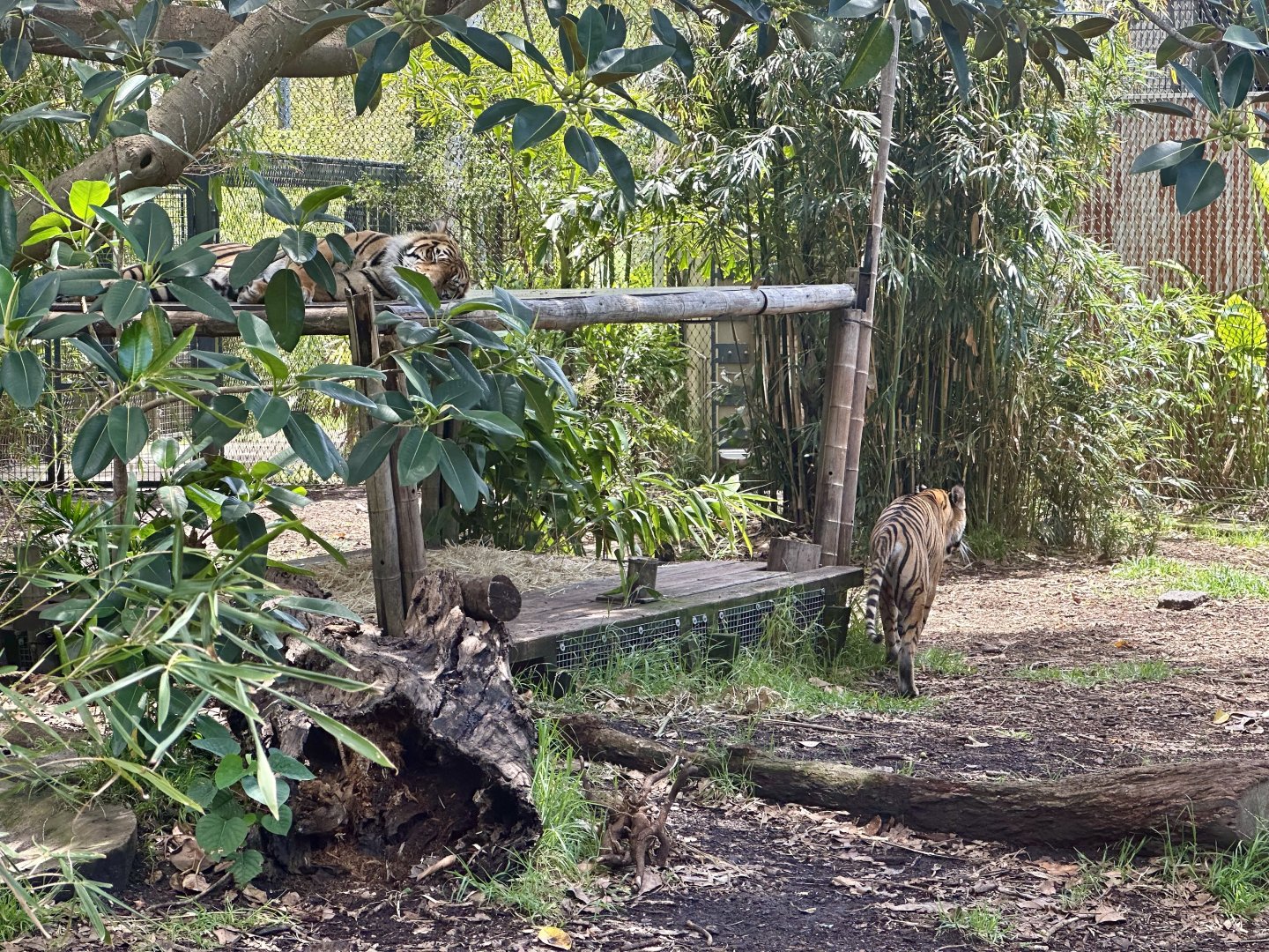 Sumatran Tigers