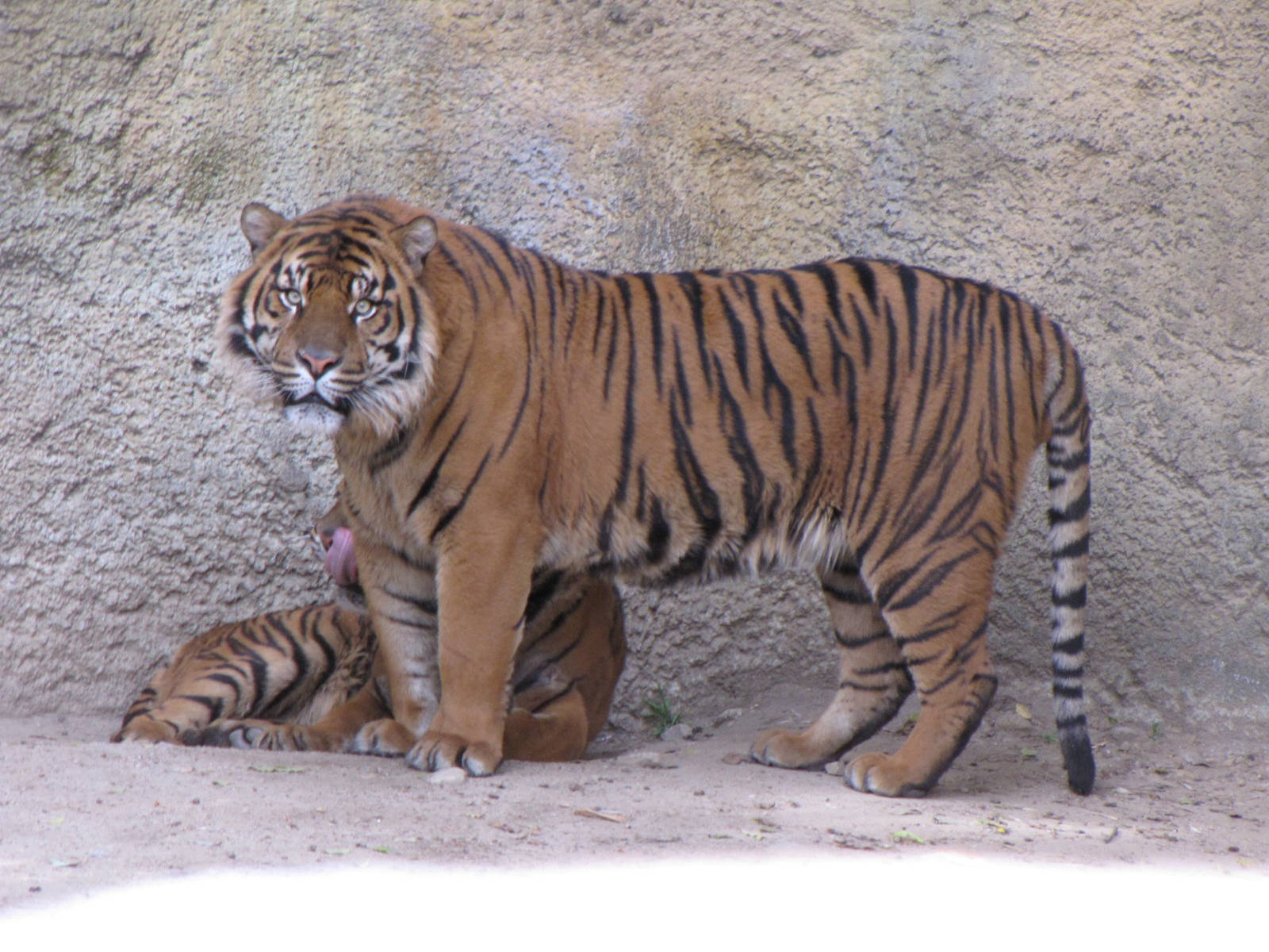 Sumatran Tigers