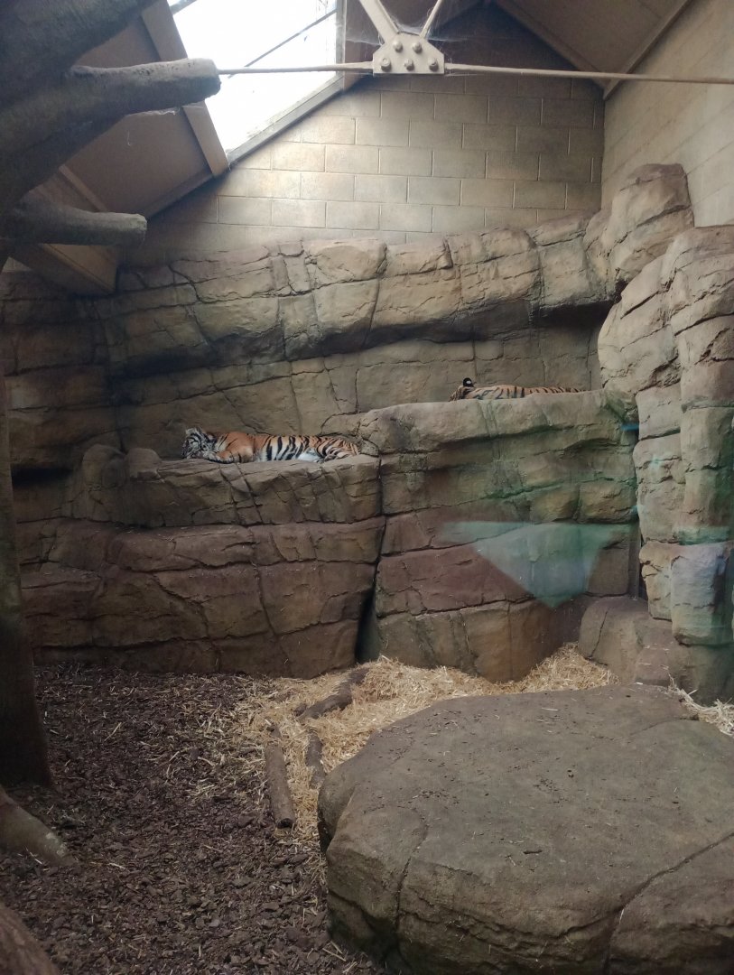 Sumatran tigers