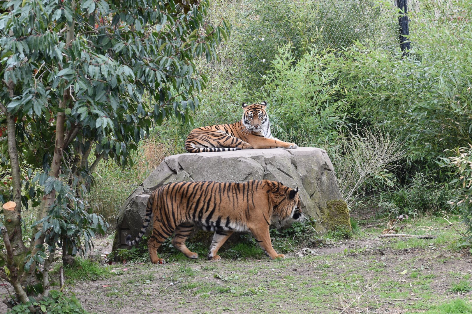 Sumatran tigers