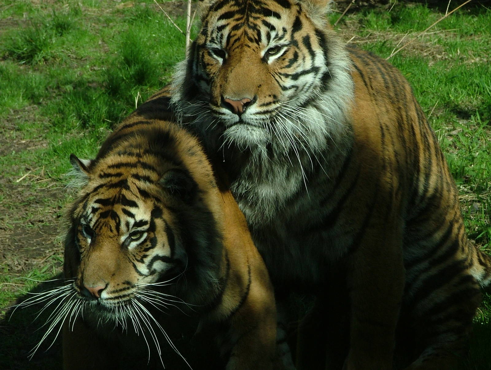 Sumatran Tigers