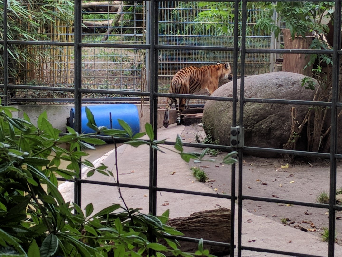 Sumatran Tigress Karis