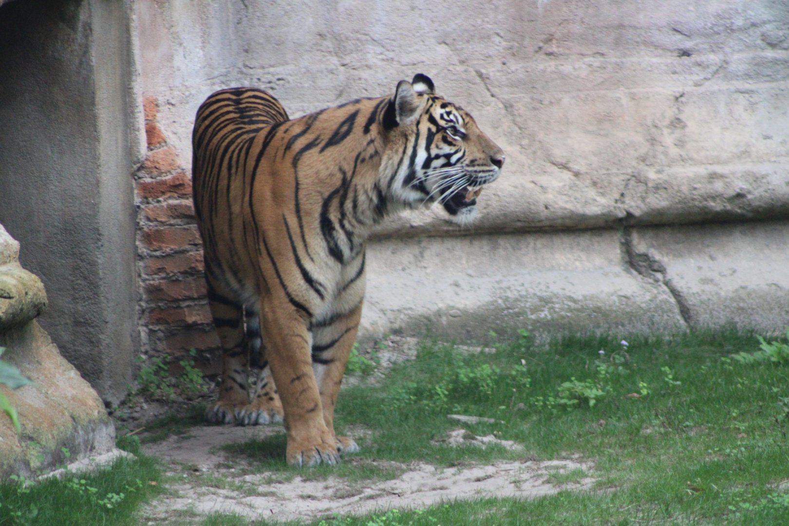 Sumatran Tigress (P. t. sondaica / “sumatrae”)