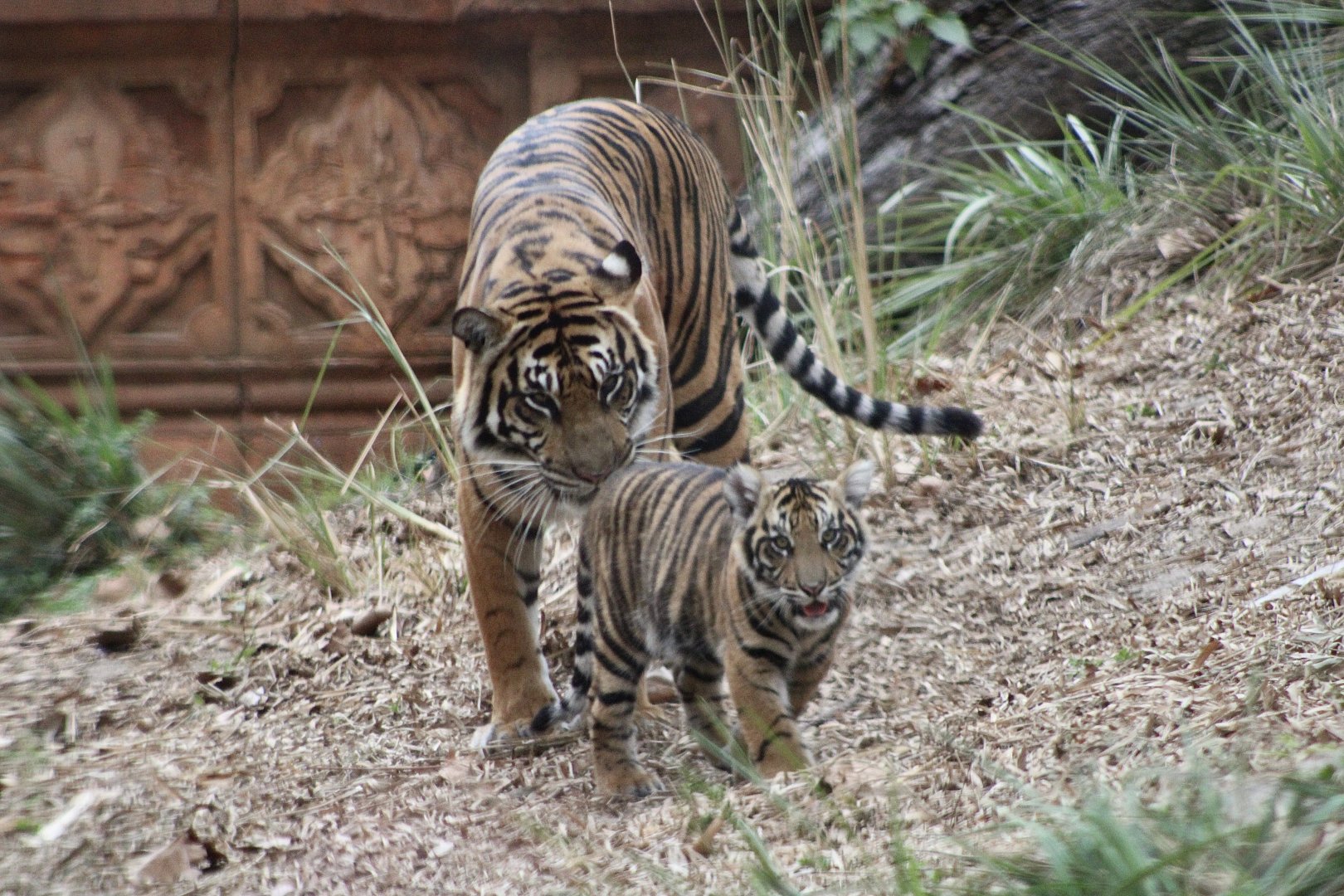 Sumatran Tigress with Cub (P. t. sondaica / “sumatrae”)