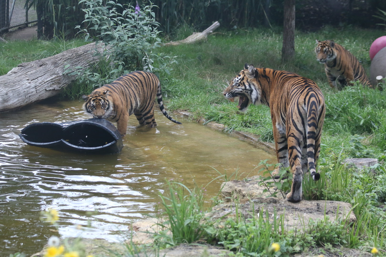 Sumatran Tigress with her nearly grown-up cubs