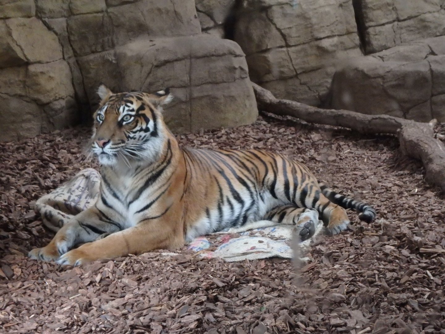 Sumatran tigress