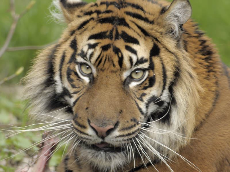 Sumatran tigress
