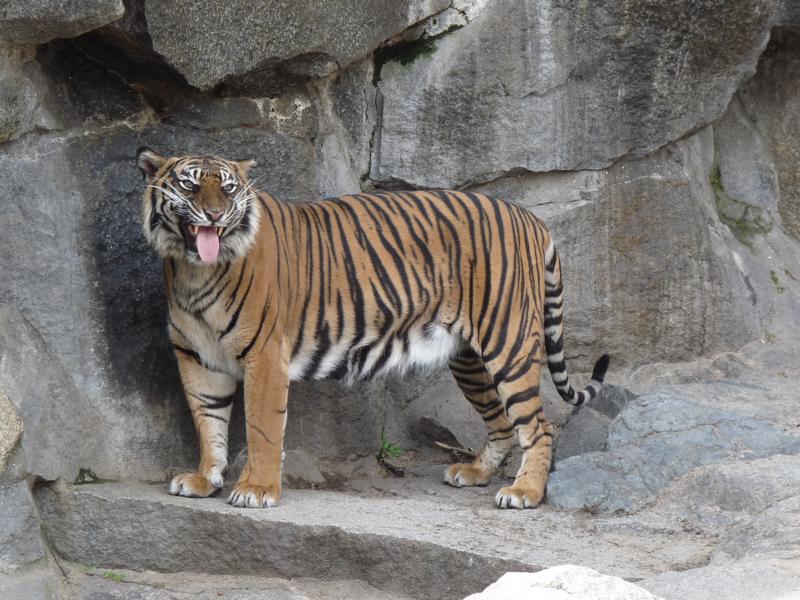 Sumatran Tigress