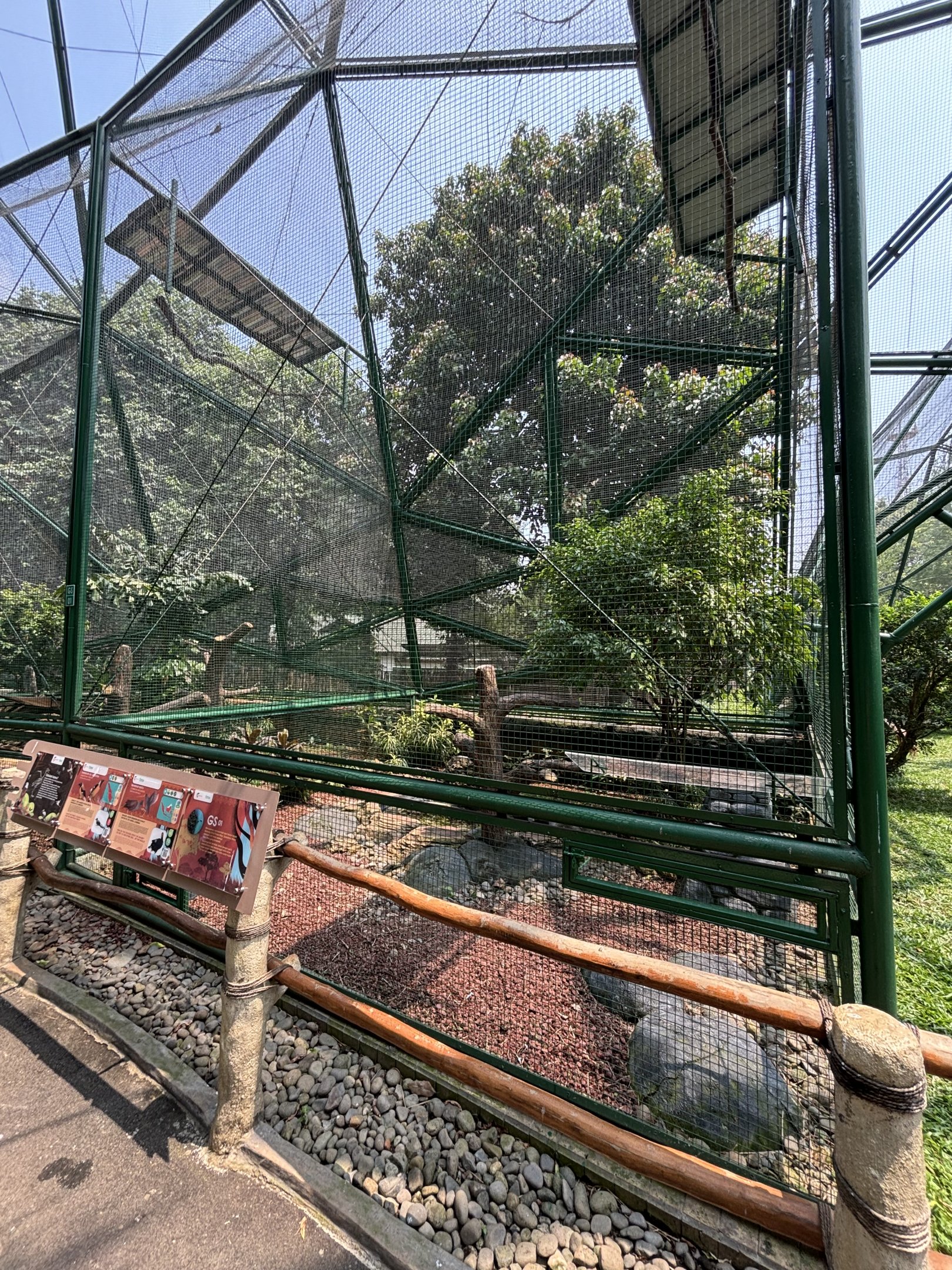 Sumatran Treepie/Common Moorhen Aviary