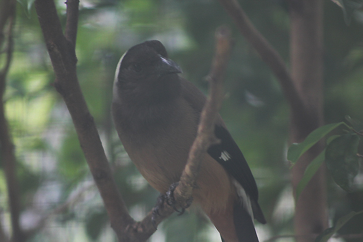 Sumatran treepie (Dendrocitta occipitalis) - Bird Park