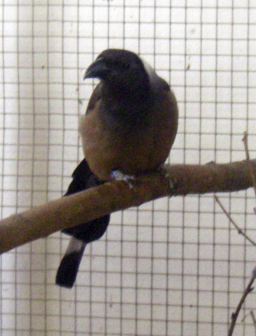 Sumatran Treepie (Dendrocitta occipitalis)