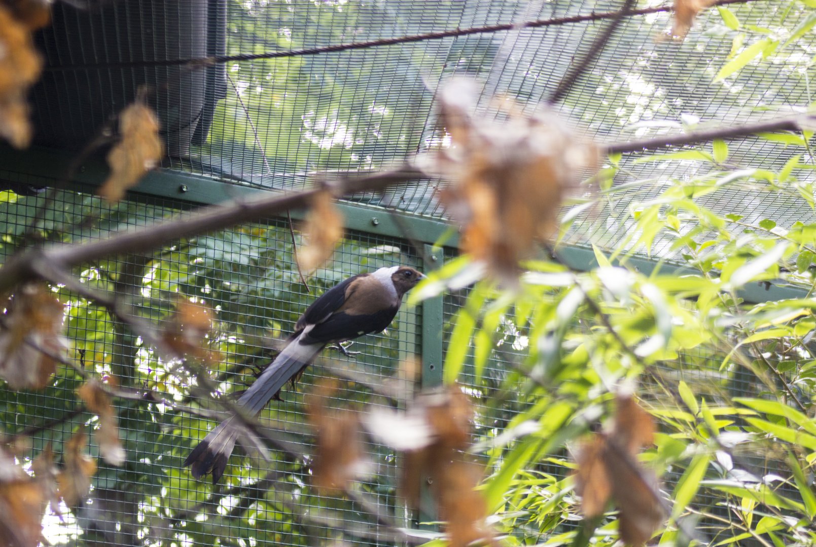 Sumatran treepie, Dendrocitta occipitalis