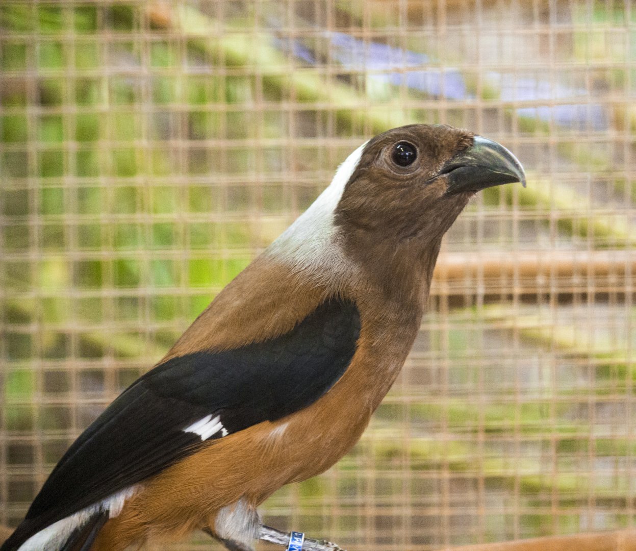 Sumatran treepie, Dendrocitta occipitalis