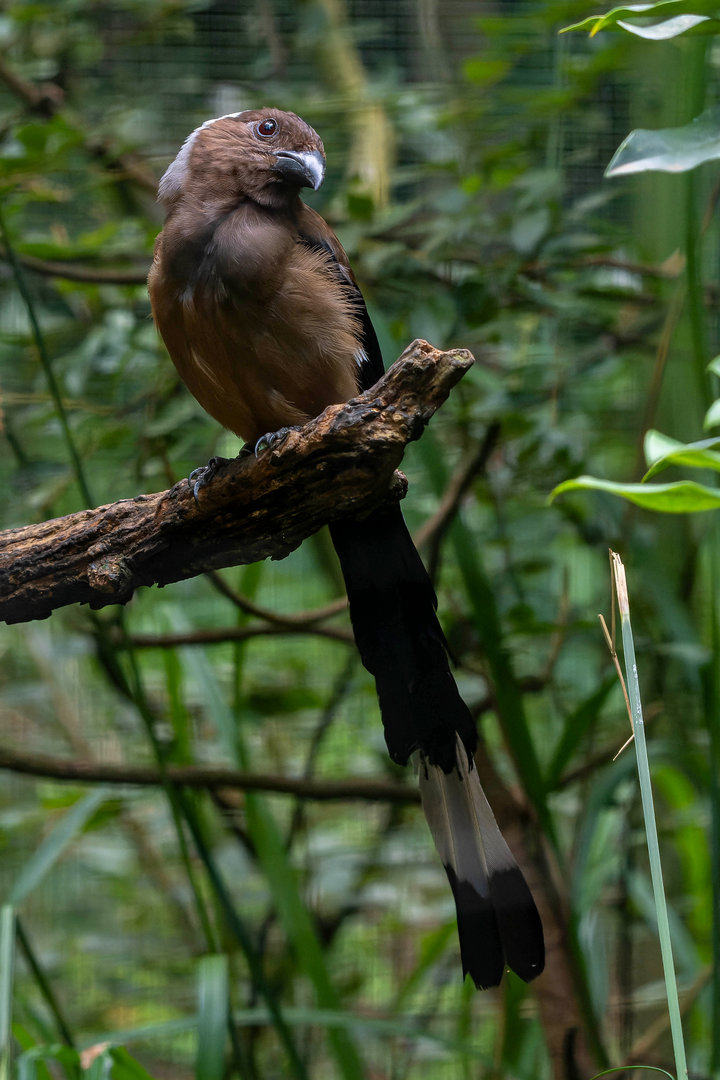 Sumatran treepie (Dendrocitta occipitalis)