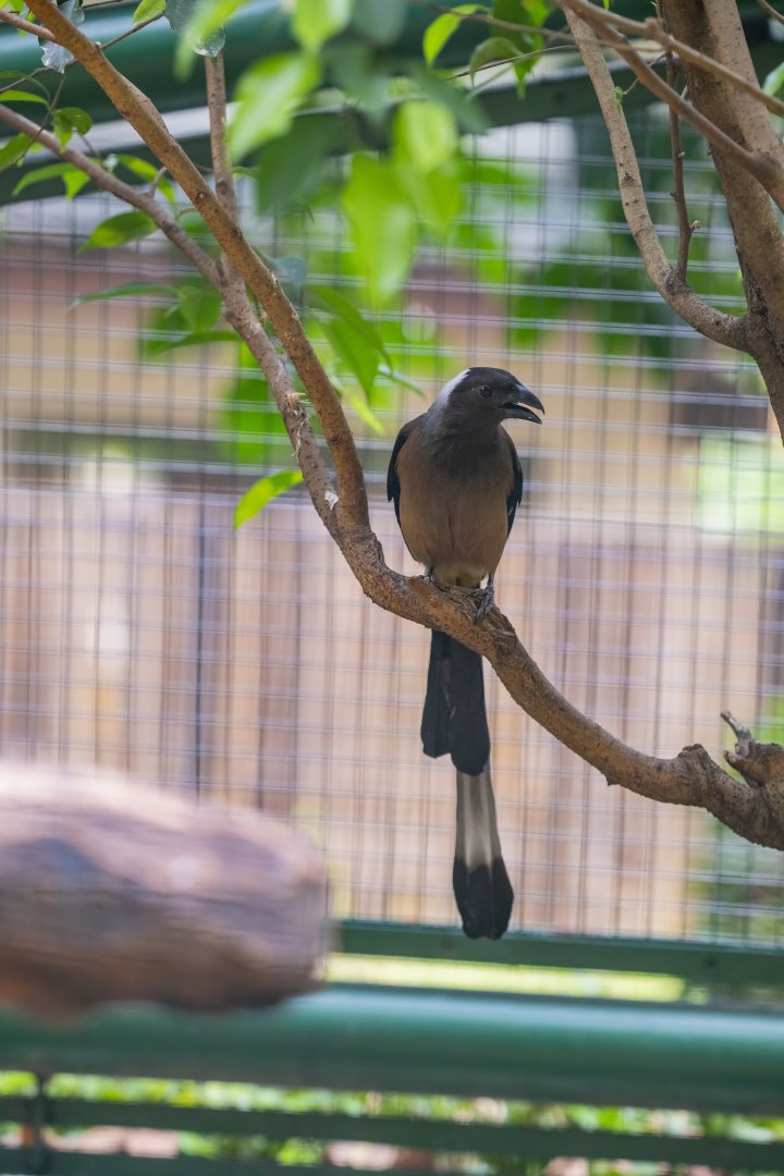 Sumatran treepie (Dendrocitta occipitalis)